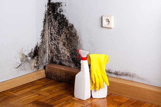 Best Residential Mold Removal  in USA